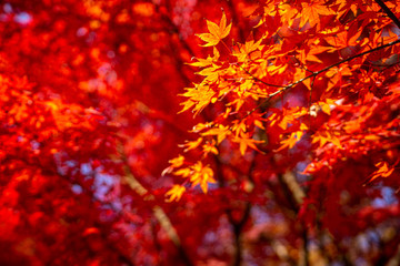 red maple leaves in autumn