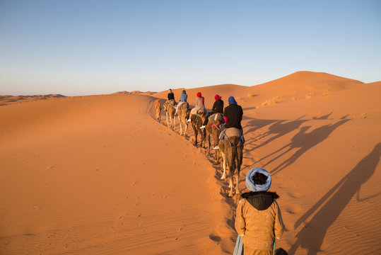 Dromedary camels strolling through the dunes of the Sahara desert during sunset.