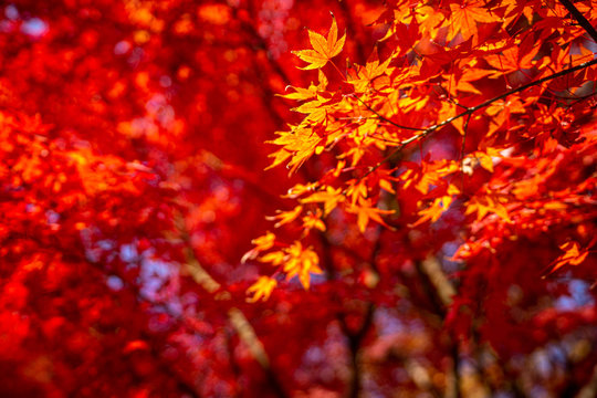 red maple leaves in autumn © Taisuke Mizuguchi