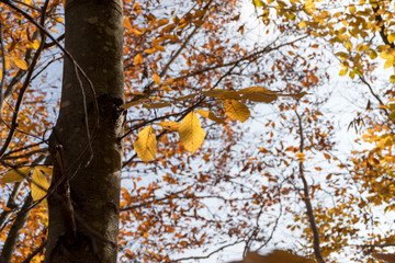 Yellow tree and beautiful light for taking photography