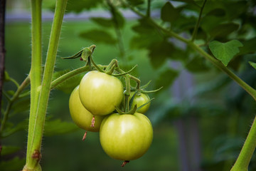 Green tomatoes in the beds