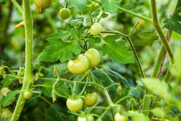 Green tomatoes in the beds