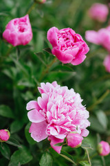 Pink peonies in the garden. Blooming pink peony. Closeup of beautiful pink Peonie flower.