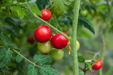 red and green tomatoes grow on twigs