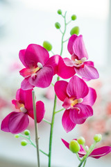 Fototapeta na wymiar Pink Orchid