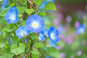 Morning glory in bloom or Blue flower on the bamboo wooden fence with copy space.