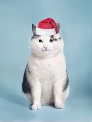 funny cat in santa hat and framed picture with copy space christmas post card photo