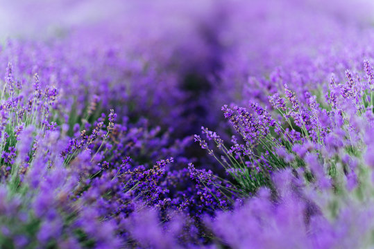 Lavender bushes closeup on sunset. Sunset gleam over purple flowers of lavender.
