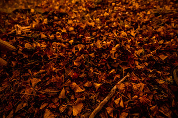 red and yellow autumn leaves