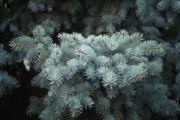 Winter spruce close-up in a frosty forest