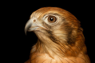 Brown Falcon portrait