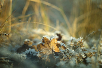 Winter morning in the frosty forest background