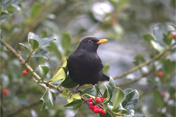 Amsel