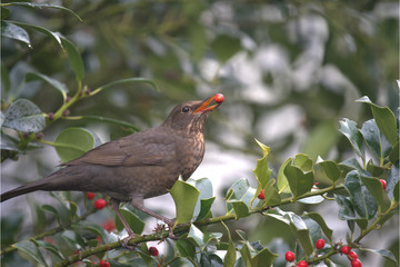 Weibliche Amsel