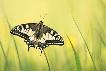 Pretty swallowtail butterfly with open wings resting in green grass