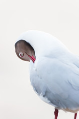 Portrait of Brown-headed Gull.