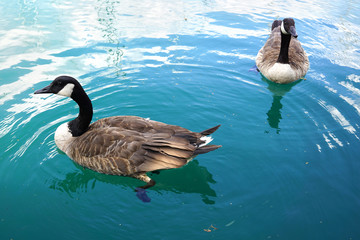 Beautiful goose swim in the blue water of Lake Michigan