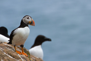 Puffin and Razorbill