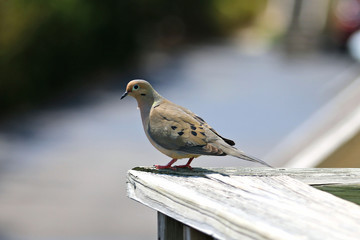 bird on the fence