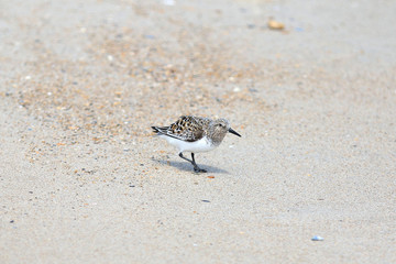bird on the beach