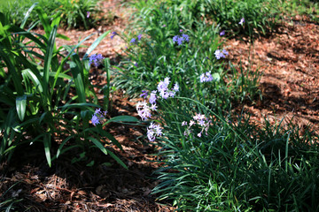 flowers in the forest
