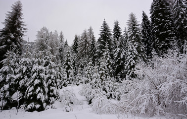 snow covered pine trees