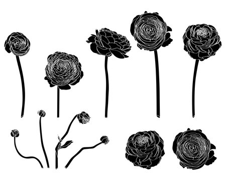 Hand drawn summer vintage rustic Ranunculus. Hand painted flowers isolated on white background for design. Line art.