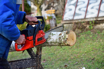 Traditional way of sawing wood wood with chainsaw 