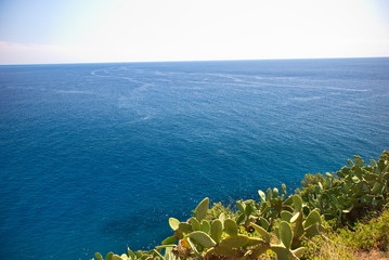 Barcelona, Spain - 18.08.2019: Beautiful green cacti on a background of blue sea in Spain