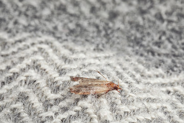 Common clothes moth (Tineola bisselliella) on light grey fabric, closeup