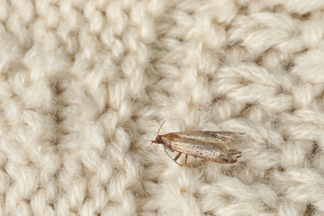 Common clothes moth (Tineola bisselliella) on beige knitted fabric, closeup. Space for text