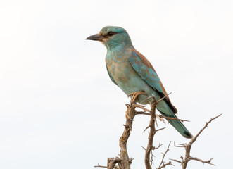 european roller