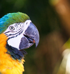 blue and yellow macaw