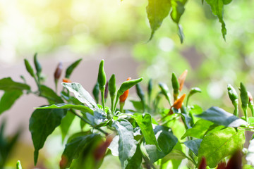 Green chilli on tree in the garden with sunlight on blur nature background.