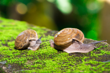 The snail mixed small species with medium sized bokehs.
