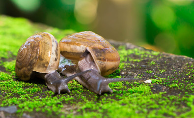 The snail mixed small species with medium sized bokehs.