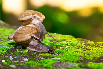 The snail mixed small species with medium sized bokehs.