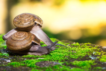 The snail mixed small species with medium sized bokehs.