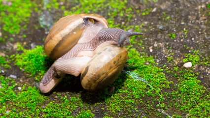 The snail mixed small species with medium sized bokehs. © yutanant