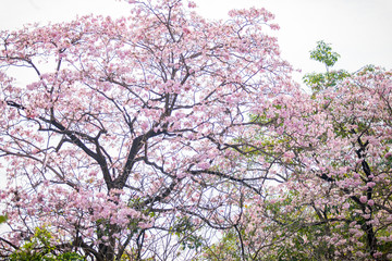 Pink Pantip or pink flower sakura Tree  Thailand.