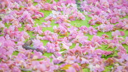 Pink Pantip or pink flower sakura fall on the green water for back drop or background.