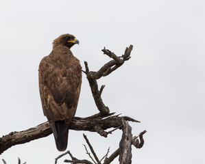 bird of prey