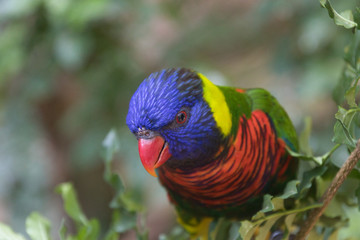 Naklejka premium rainbow lorikeet in a tree