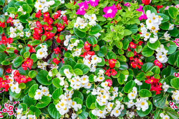 Colorful small pretty beautiful flower bush and green leaf background or backdrop.