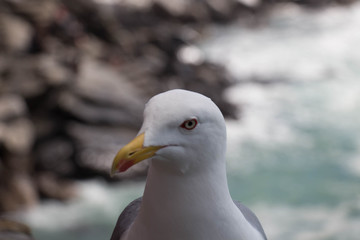 Close up view of a seagull on a stone with seascape on background.