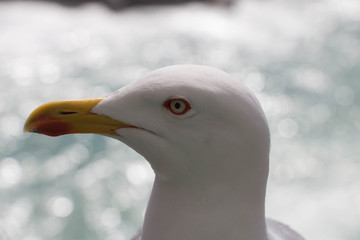 Close up photography of white seagull head.