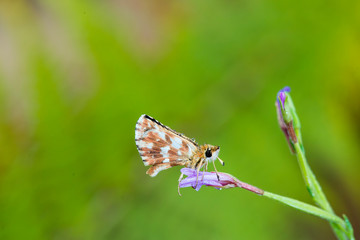 butterfly with water drops at sunrise in Extremadura