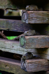 Squirrel