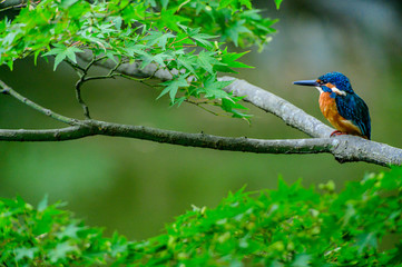 kingfisher