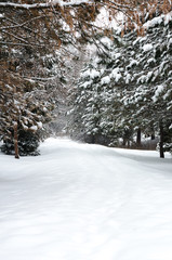Stairs and trees in park covered with snow.